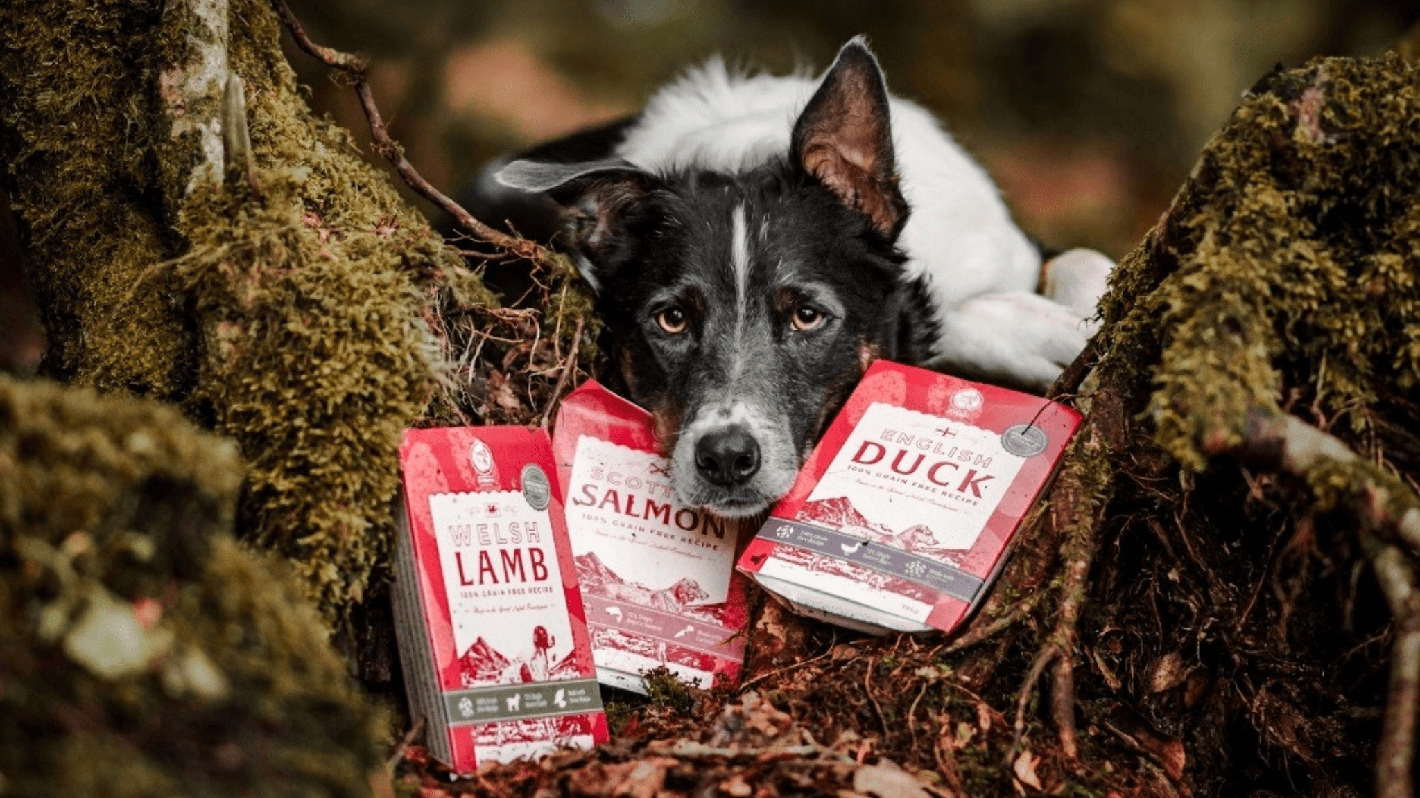 Clydach Farm super-premium British dog food